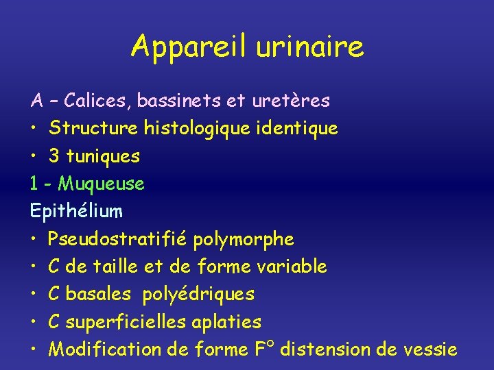 Appareil urinaire A – Calices, bassinets et uretères • Structure histologique identique • 3