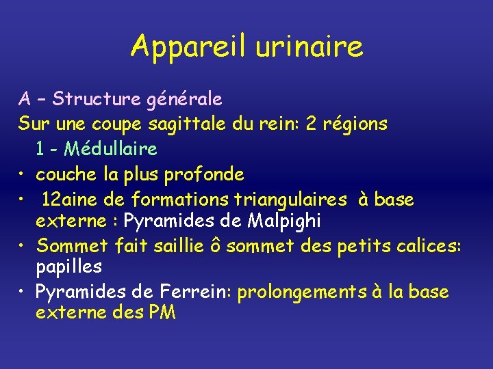 Appareil urinaire A – Structure générale Sur une coupe sagittale du rein: 2 régions