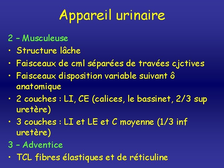 Appareil urinaire 2 – Musculeuse • Structure lâche • Faisceaux de cml séparées de