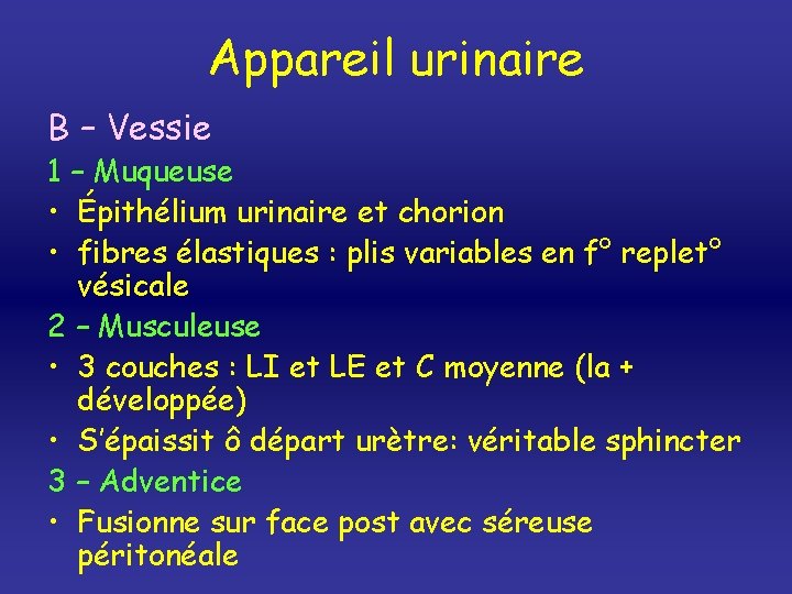 Appareil urinaire B – Vessie 1 – Muqueuse • Épithélium urinaire et chorion •