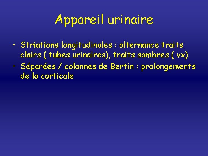 Appareil urinaire • Striations longitudinales : alternance traits clairs ( tubes urinaires), traits sombres