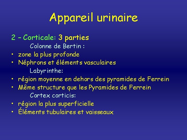 Appareil urinaire 2 – Corticale: 3 parties • • • Colonne de Bertin :