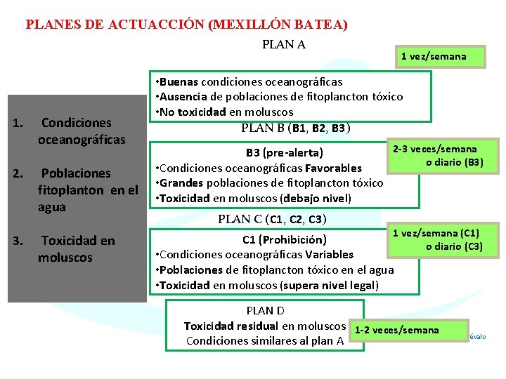 PLANES DE ACTUACCIÓN (MEXILLÓN BATEA) PLAN A 1. 2. 3. Condiciones oceanográficas Poblaciones fitoplanton