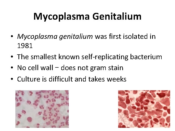 Mycoplasma Genitalium • Mycoplasma genitalium was first isolated in 1981 • The smallest known