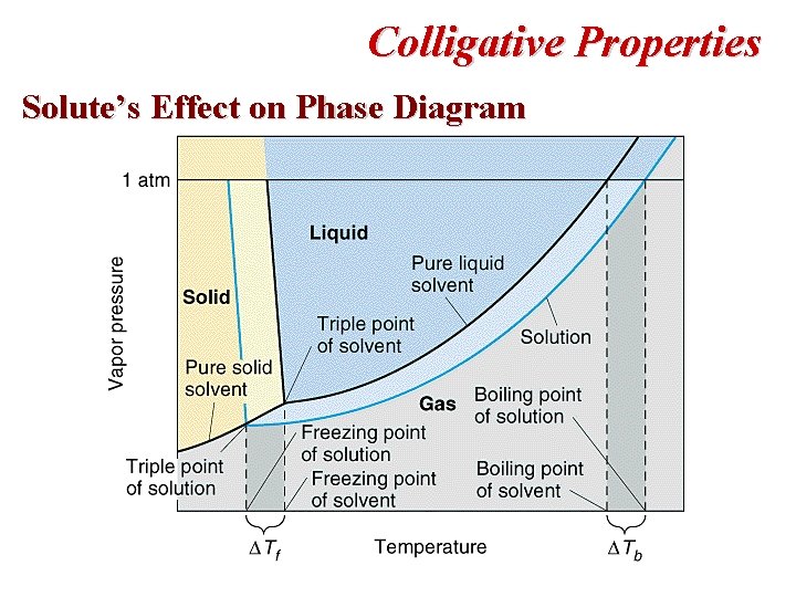 Colligative Properties Solute’s Effect on Phase Diagram 