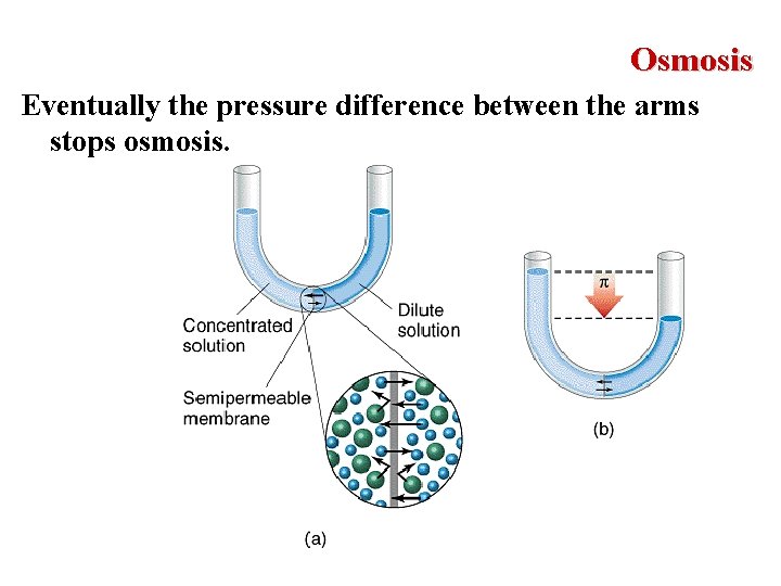 Osmosis Eventually the pressure difference between the arms stops osmosis. 