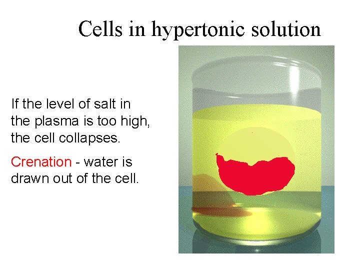 Cells in hypertonic solution If the level of salt in the plasma is too