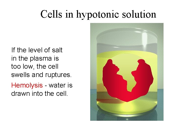 Cells in hypotonic solution If the level of salt in the plasma is too