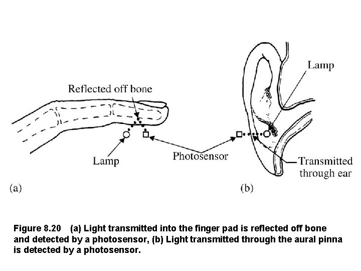 Figure 8. 20 (a) Light transmitted into the finger pad is reflected off bone