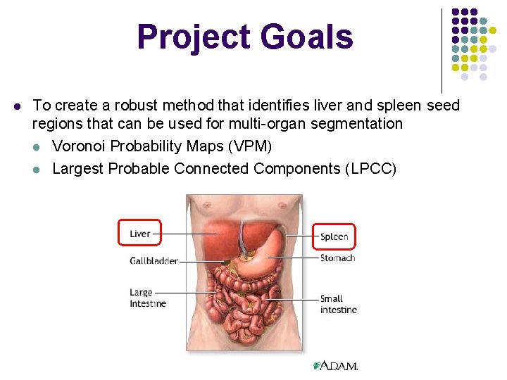Project Goals l To create a robust method that identifies liver and spleen seed