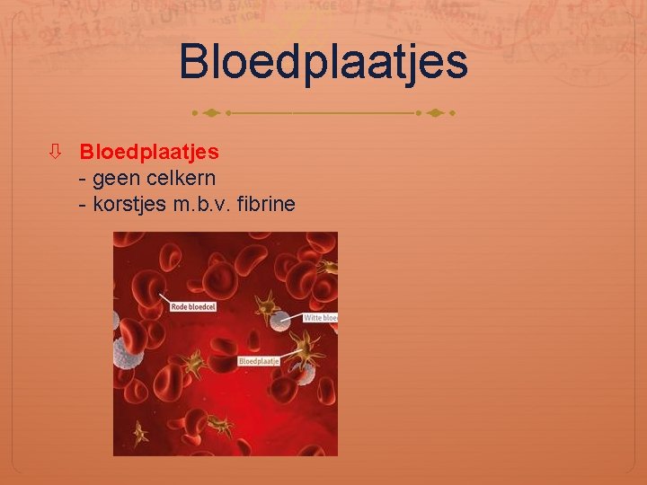 Bloedplaatjes - geen celkern - korstjes m. b. v. fibrine 