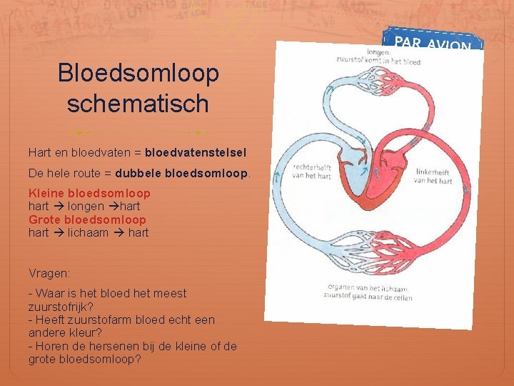 Bloedsomloop schematisch Hart en bloedvaten = bloedvatenstelsel De hele route = dubbele bloedsomloop. Kleine