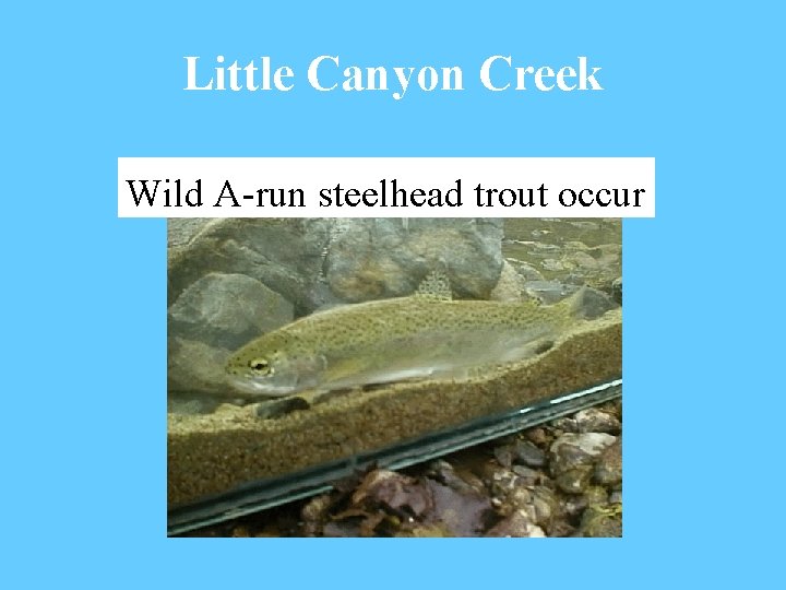 Little Canyon Creek Wild A-run steelhead trout occur 