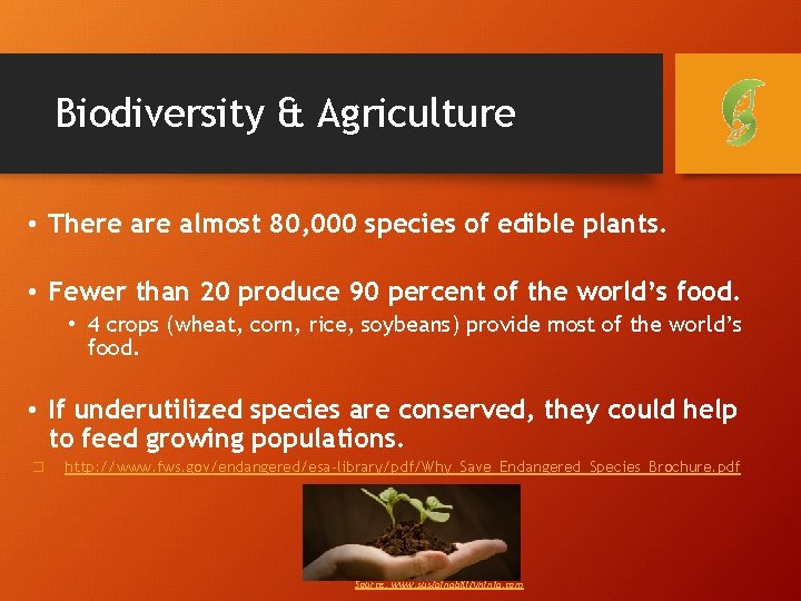 Biodiversity & Agriculture • There almost 80, 000 species of edible plants. • Fewer