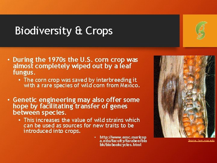 Biodiversity & Crops • During the 1970 s the U. S. corn crop was