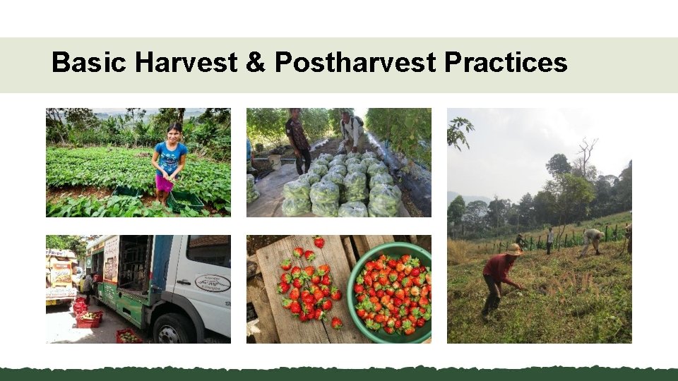 Basic Harvest & Postharvest Practices 