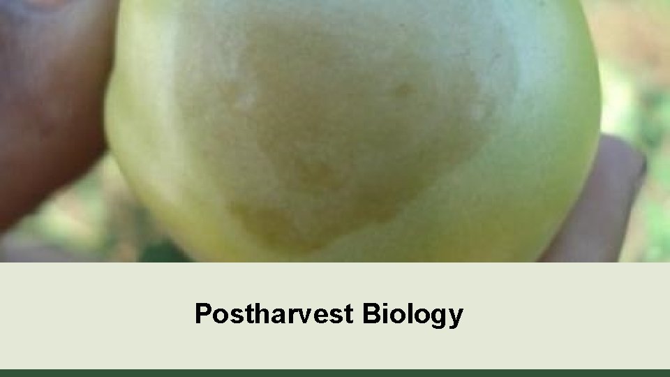 Postharvest Biology 