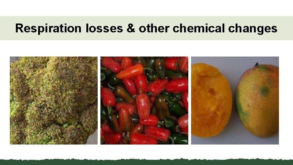 Respiration losses & other chemical changes 