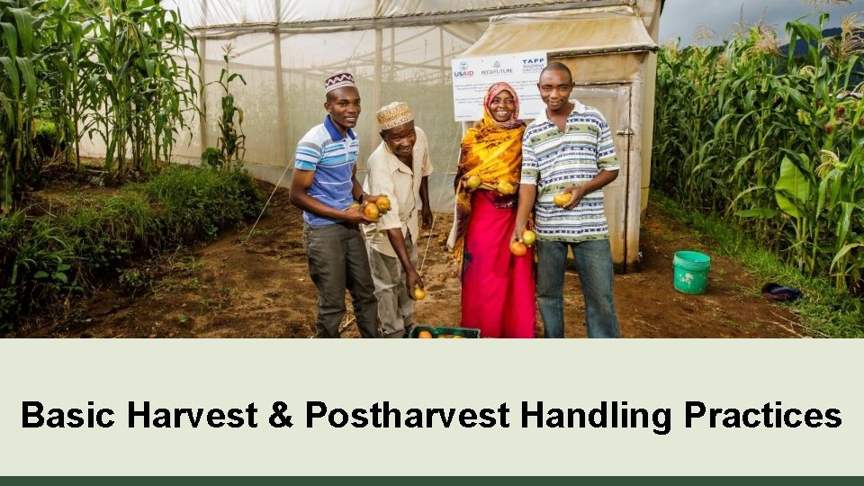 Basic Harvest & Postharvest Handling Practices 