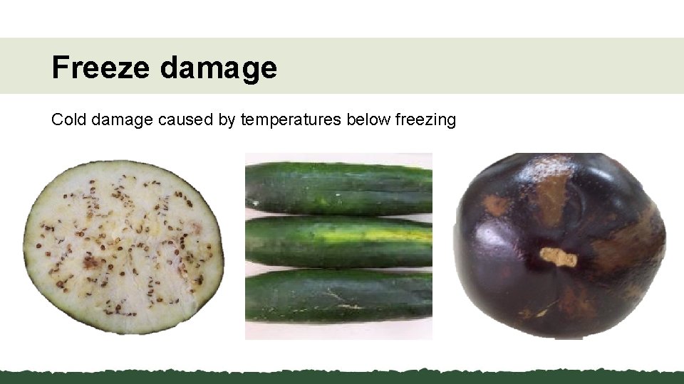 Freeze damage Cold damage caused by temperatures below freezing 