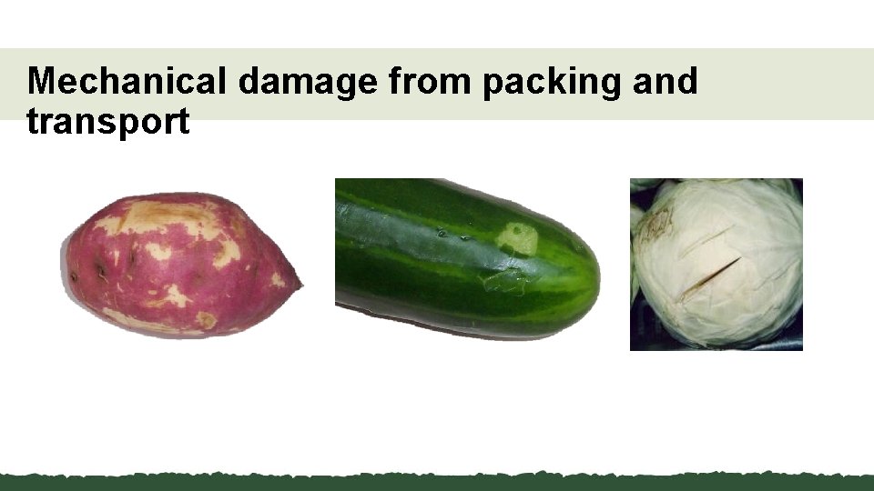 Mechanical damage from packing and transport 