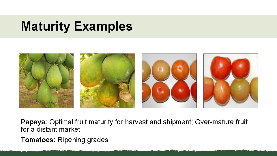 Maturity Examples Papaya: Optimal fruit maturity for harvest and shipment; Over-mature fruit for a