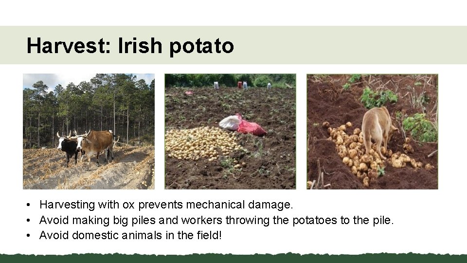 Harvest: Irish potato • Harvesting with ox prevents mechanical damage. • Avoid making big