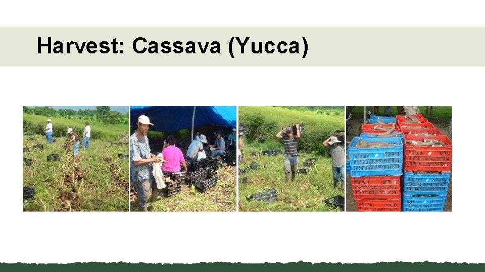 Harvest: Cassava (Yucca) 