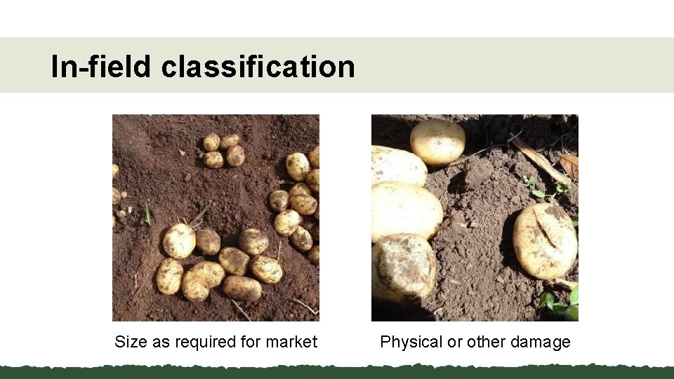 In-field classification Size as required for market Physical or other damage 