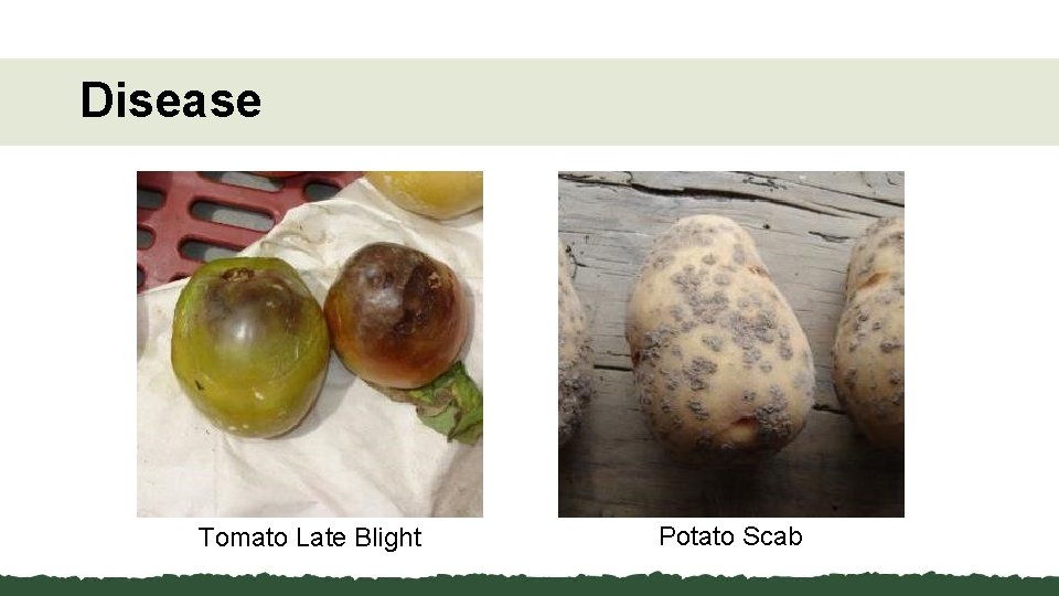 Disease Tomato Late Blight Potato Scab 