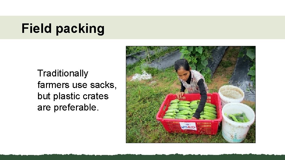 Field packing Traditionally farmers use sacks, but plastic crates are preferable. 