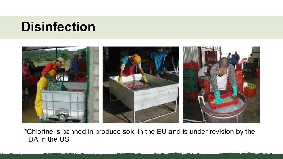 Disinfection *Chlorine is banned in produce sold in the EU and is under revision