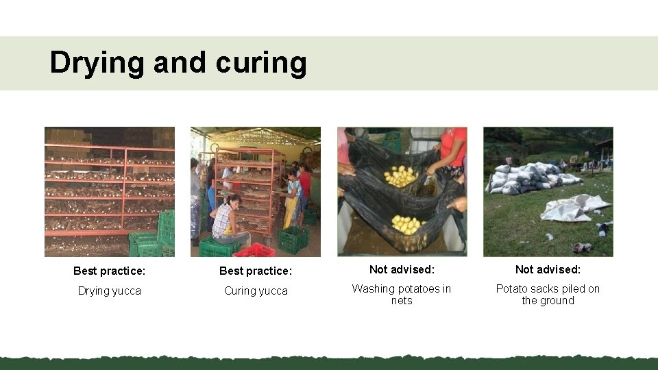 Drying and curing Best practice: Not advised: Drying yucca Curing yucca Washing potatoes in