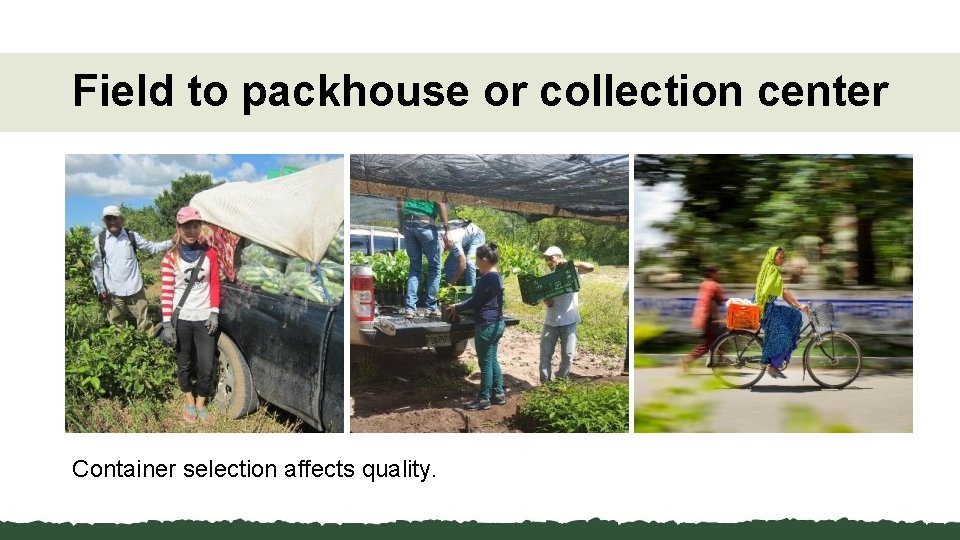 Field to packhouse or collection center Container selection affects quality. 