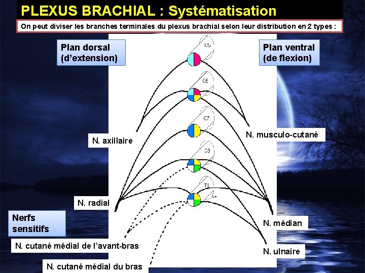 PLEXUS BRACHIAL : Systématisation On peut diviser les branches terminales du plexus brachial selon