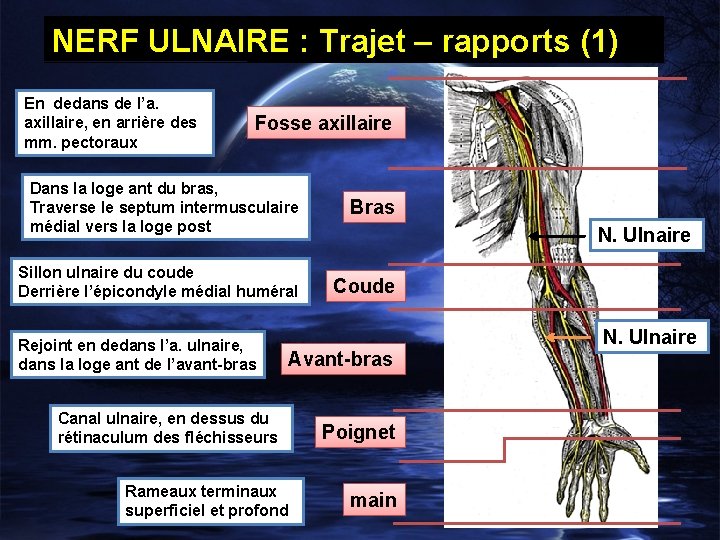 NERF ULNAIRE : Trajet – rapports (1) En dedans de l’a. axillaire, en arrière