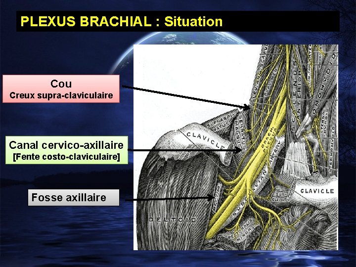 PLEXUS BRACHIAL : Situation Cou Creux supra-claviculaire Canal cervico-axillaire [Fente costo-claviculaire] Fosse axillaire 