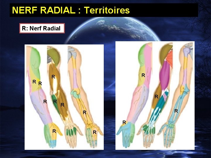 NERF RADIAL : Territoires R: Nerf Radial R R R R 