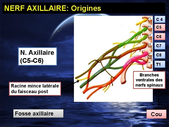 NERF AXILLAIRE: Origines C 4 C 5 C 6 C 7 N. Axillaire (C