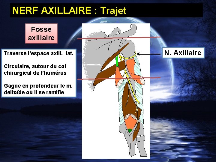 NERF AXILLAIRE : Trajet Fosse axillaire Traverse l’espace axill. lat. Circulaire, autour du col