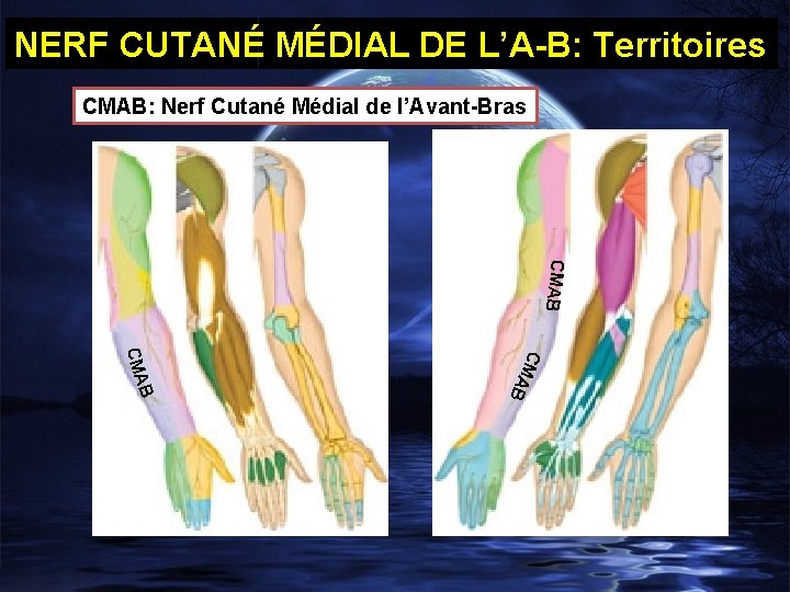 NERF CUTANÉ MÉDIAL DE L’A-B: Territoires CMAB: Nerf Cutané Médial de l’Avant-Bras CMAB B