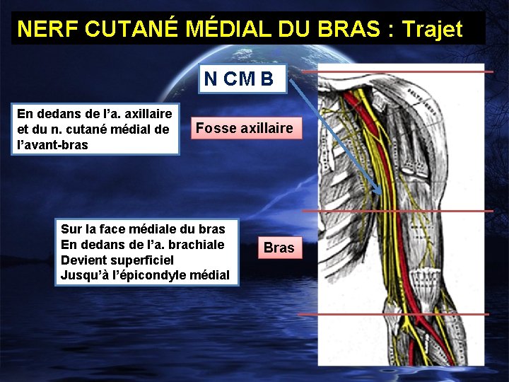 NERF CUTANÉ MÉDIAL DU BRAS : Trajet N CM B En dedans de l’a.