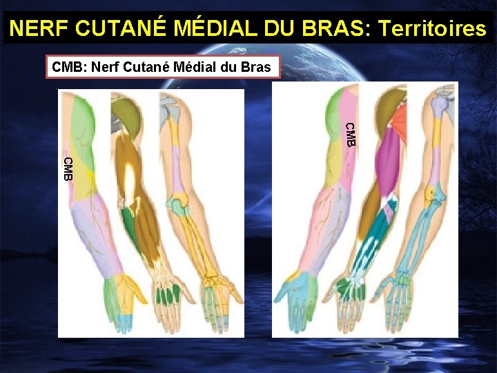 NERF CUTANÉ MÉDIAL DU BRAS: Territoires CMB: Nerf Cutané Médial du Bras CMB 