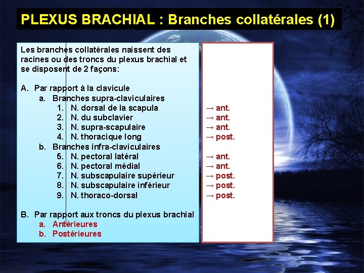 PLEXUS BRACHIAL : Branches collatérales (1) Les branches collatérales naissent des racines ou des