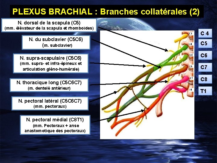 PLEXUS BRACHIAL : Branches collatérales (2) N. dorsal de la scapula (C 5) (mm.