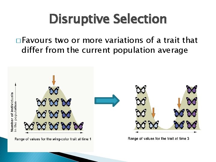 Disruptive Selection � Favours two or more variations of a trait that differ from