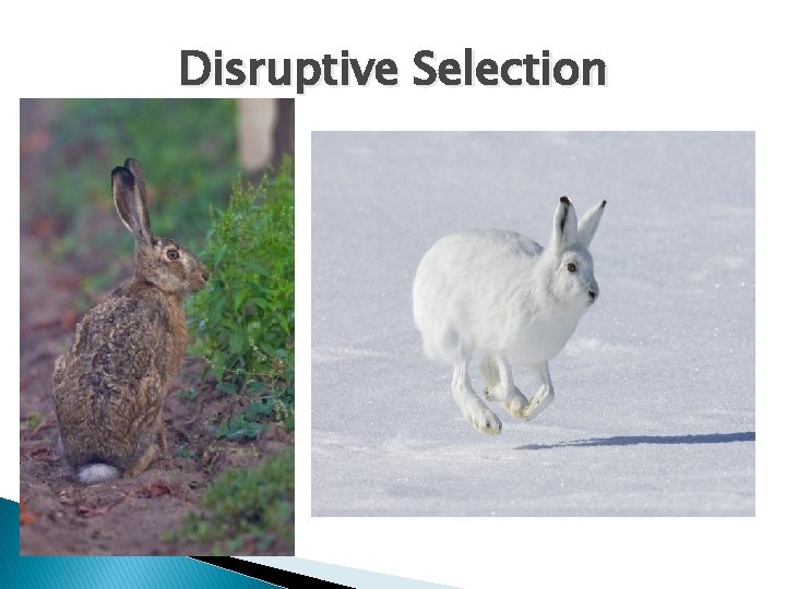 Disruptive Selection 