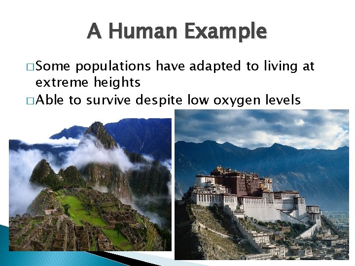 A Human Example � Some populations have adapted to living at extreme heights �