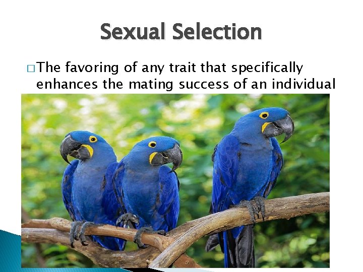 Sexual Selection � The favoring of any trait that specifically enhances the mating success