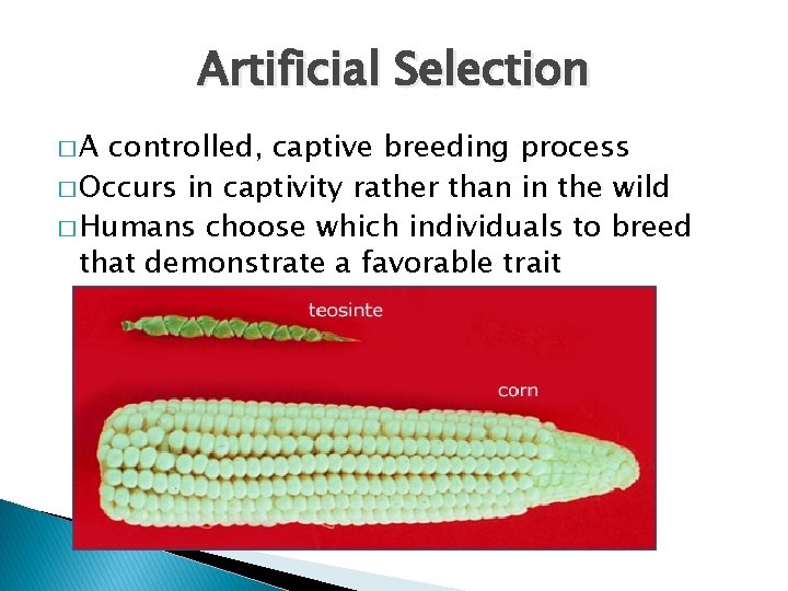 Artificial Selection �A controlled, captive breeding process � Occurs in captivity rather than in